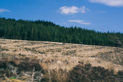 Trees on countryside landscape against blue sky