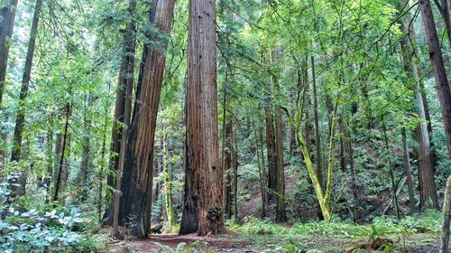 Trees in forest