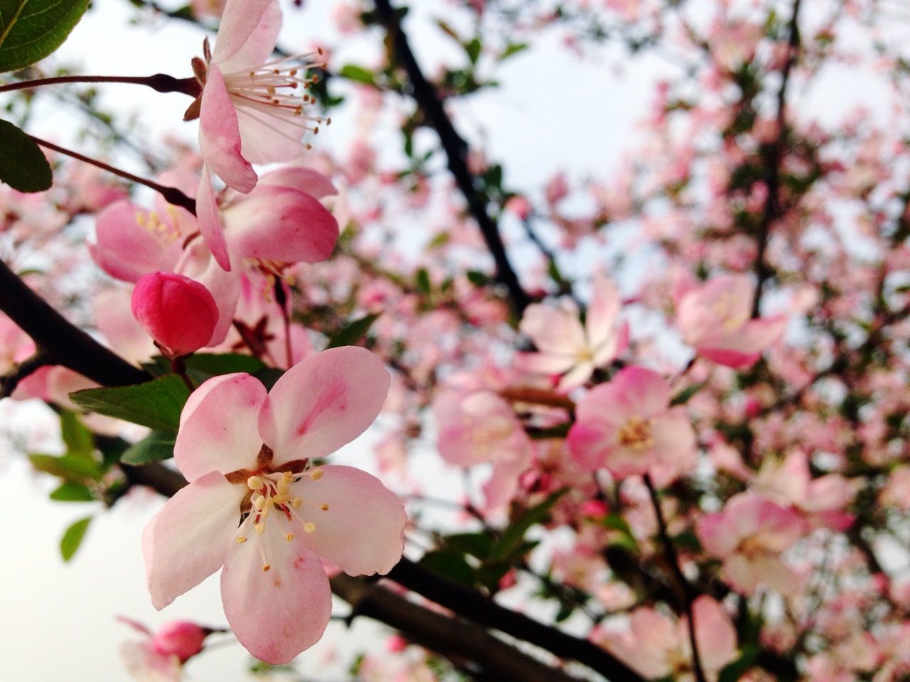 flower, freshness, growth, branch, fragility, tree, beauty in nature, pink color, petal, nature, cherry blossom, blossom, close-up, focus on foreground, twig, cherry tree, fruit tree, in bloom, springtime, blooming