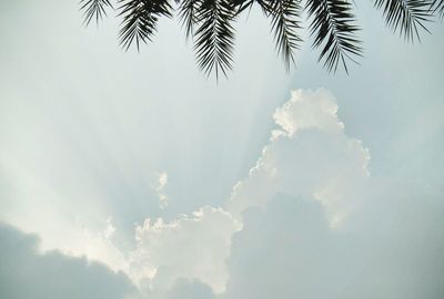 Low angle view of palm trees against sky