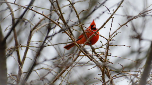 Bird perching on branch
