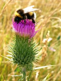 Close-up of honey bee on thistle