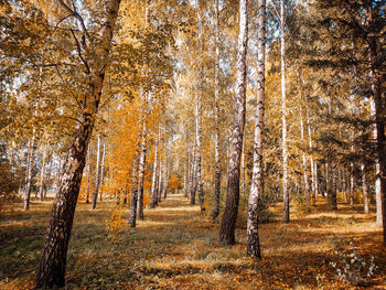 Trees in forest during autumn