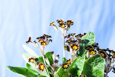 Close-up of flowering plant