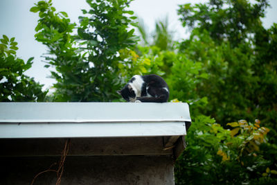 Cat sitting on a tree