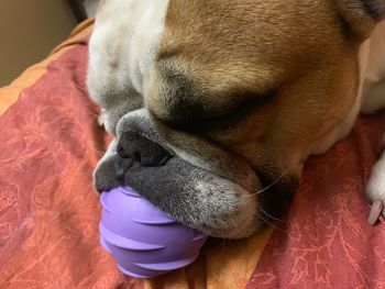 Close-up of a dog sleeping