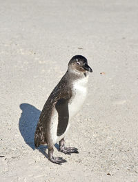 Close-up of penguin