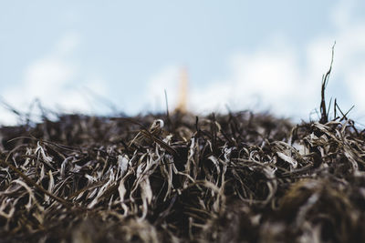 Close-up of dried plant on land against sky