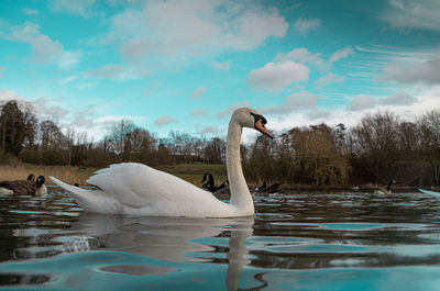 Swan swimming in lake against sky