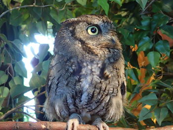 Close-up of owl perching on tree