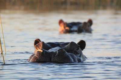 Hippopotamuses in lake