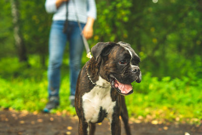 Boxer dog for a walk with the owner.
