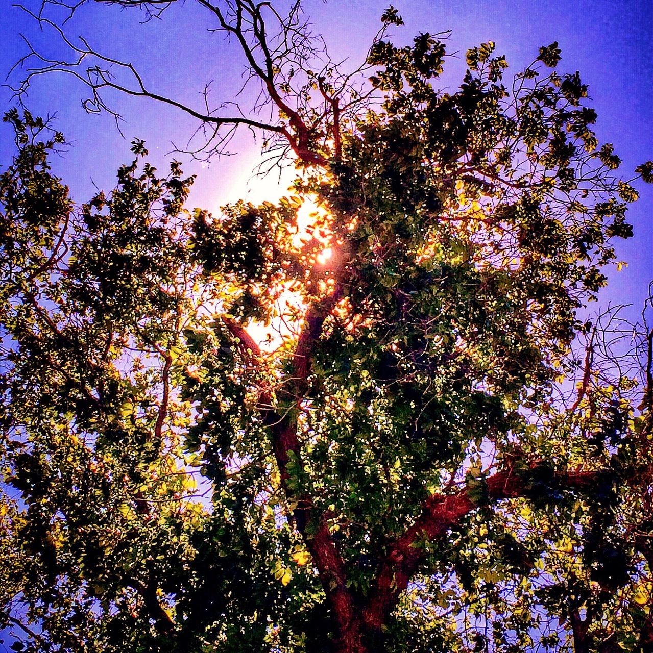 tree, low angle view, growth, branch, clear sky, blue, beauty in nature, tranquility, nature, sunlight, sky, scenics, tranquil scene, sun, sunbeam, outdoors, silhouette, no people, lens flare, day