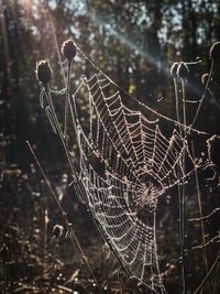 Close-up of spider on web in forest