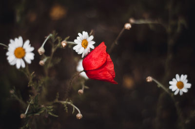 Close-up of white flowering plant