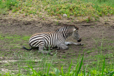 Zebra in a field