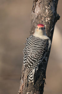 Close-up of bird perching on tree