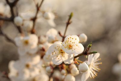 Close-up of white cherry blossom