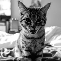 Close-up portrait of tabby cat on bed at home