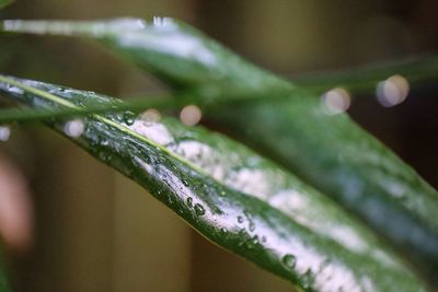 Close-up of leaves