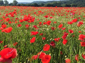 Red poppy flowers blooming on field