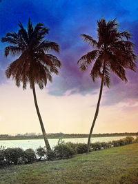 Palm tree by sea against clear sky