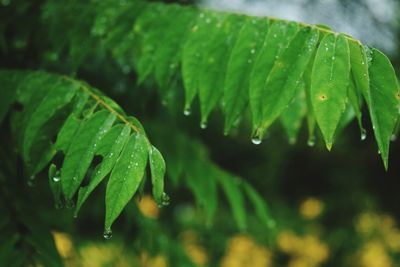 Close-up of wet plant leaves during rainy season