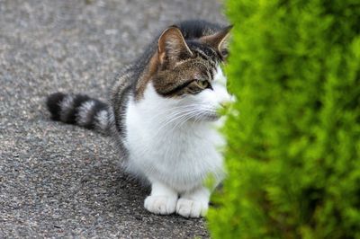 High angle view of cat looking away