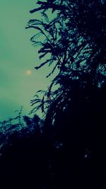 Low angle view of silhouette tree against sky at night