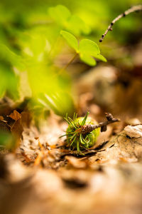 Close-up of plant