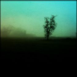 Scenic view of trees