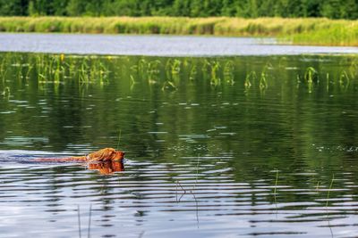 Duck swimming on lake