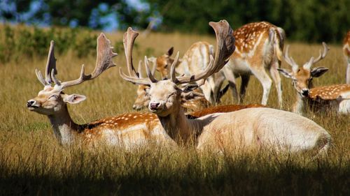 Deer in a field