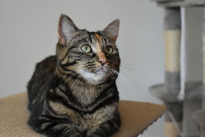 Close-up portrait of a cat sitting at home