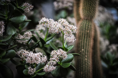 Close-up of flowering plant