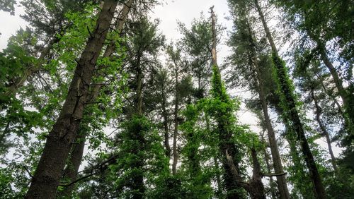 Low angle view of bamboo trees in forest