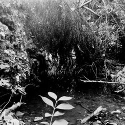 Close-up of plants against trees