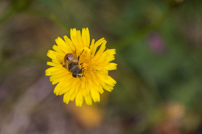 Close-up of bee pollinating on yellow flower