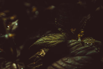 darkness