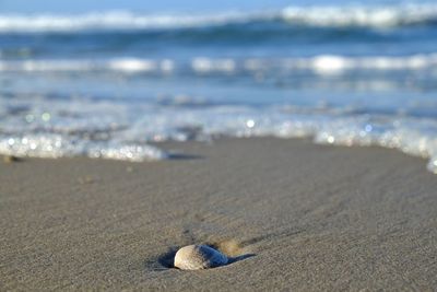 Close-up of seashell on beach