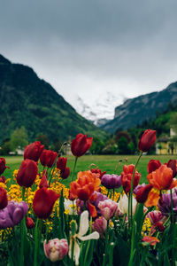 Close-up of poppies blooming on field against sky