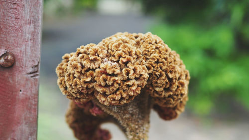 Close-up of mushroom