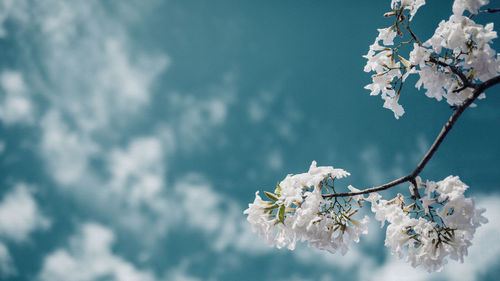 Close-up of apple blossoms in spring