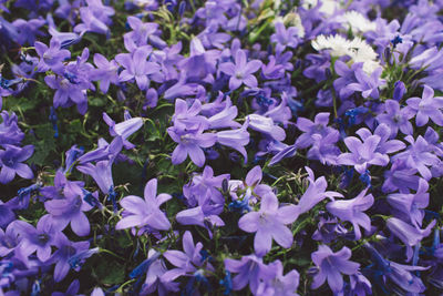 Close-up of purple flowers blooming outdoors