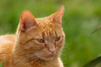 Red tabby domestic cat sits in the garden and looks into the distance