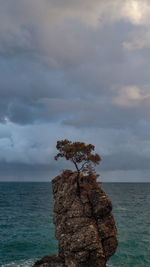 Tree on rock by sea against sky