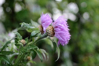 Close-up of bee pollinating on purple flower