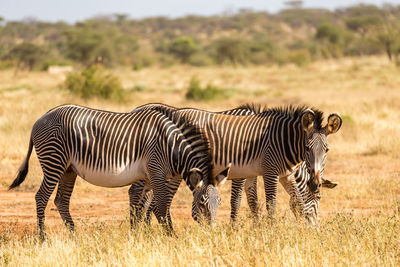 Zebra zebras on field