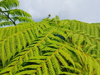 Close-up of fern leaves against sky