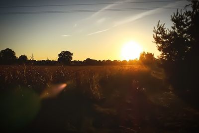 Silhouette trees on field against sky during sunset